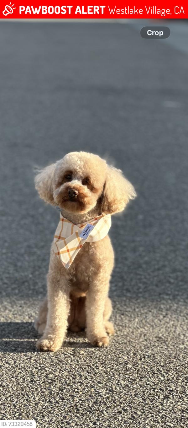 Lost Female Dog last seen Kanan Rd., Westlake Village, CA 91362