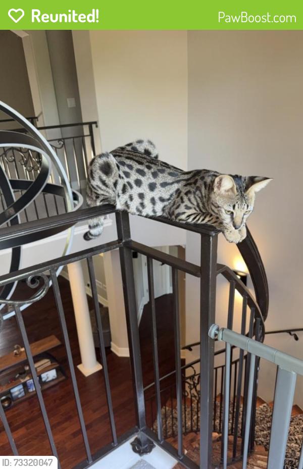 Reunited Male Cat last seen Near w utica street, Broken Arrow, OK 74011