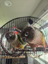 Lost Female Bird last seen Chapman elementary, Chico, CA 95928