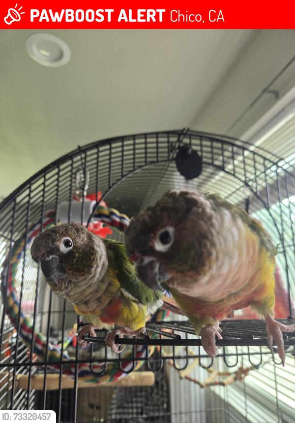 Lost Female Bird last seen Chapman elementary, Chico, CA 95928