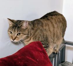 Reunited Female Cat last seen Between Moye Close carpark and Morrel Court gardens, Greater London, England E2 8QN