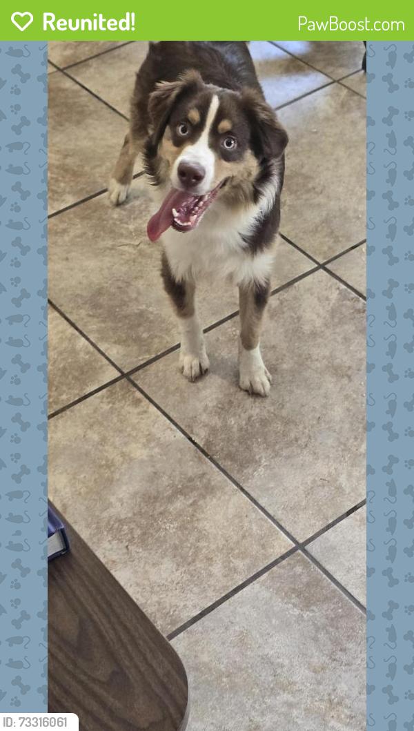 Reunited Male Dog last seen 61st & Mingo, Tulsa, OK 74145