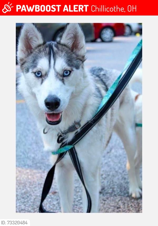 Lost Female Dog last seen Lunbeck Rd, Chillicothe, OH 45601