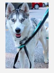 Lost Female Dog last seen Lunbeck Rd, Chillicothe, OH 45601