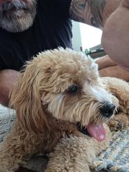 Found/Stray Unknown Dog last seen Anteater and Culver, Irvine, CA 92617