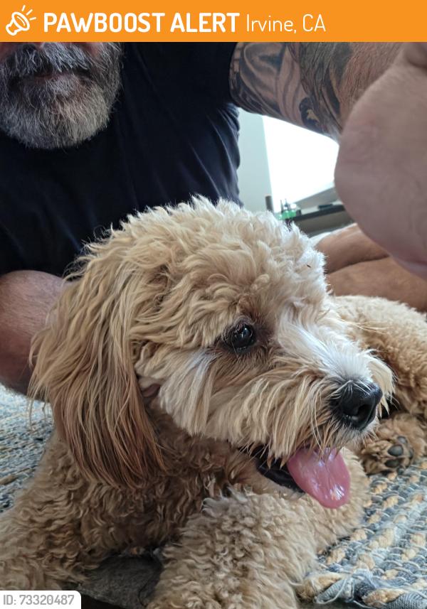 Found/Stray Unknown Dog last seen Anteater and Culver, Irvine, CA 92617