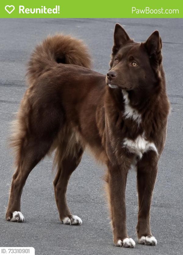 Reunited Male Dog last seen N Brighton St and W Clark Ave, Burbank, CA 91506
