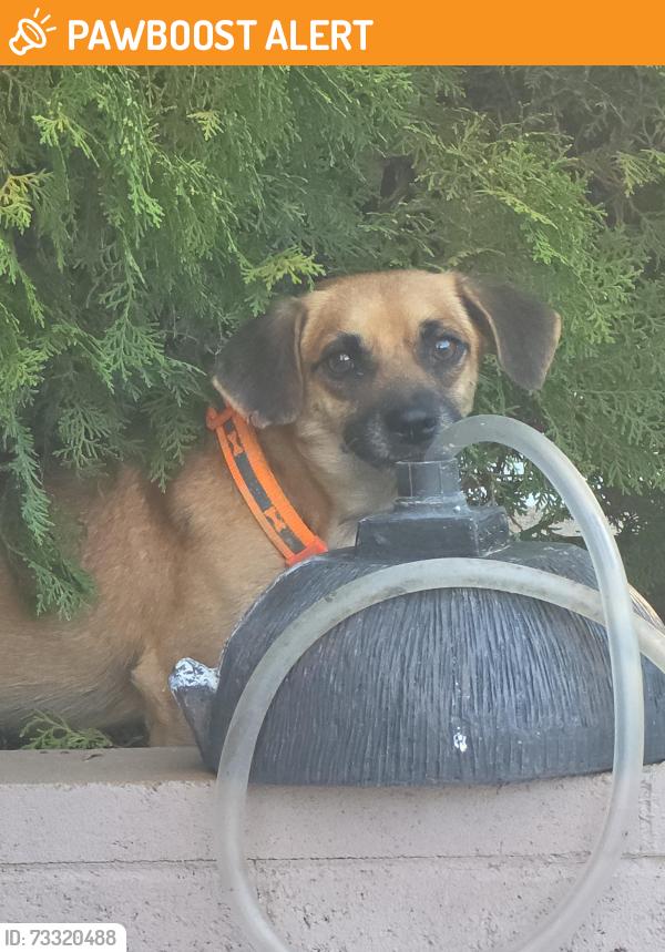 Found/Stray Male Dog last seen Barcelona and boca chica, Thousand Palms, CA 92276