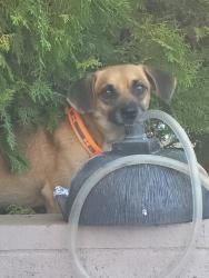 Found/Stray Male Dog last seen Barcelona and boca chica, Thousand Palms, CA 92276