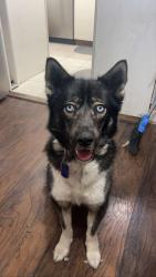 Reunited Female Dog last seen Near Snyder Ave, Cheyenne, WY 82001, USA, Cheyenne, WY 82001