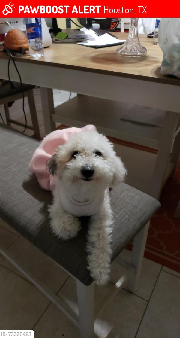 Lost Female Dog last seen Durham, Houston, TX 77008