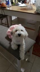 Lost Female Dog last seen Durham, Houston, TX 77008