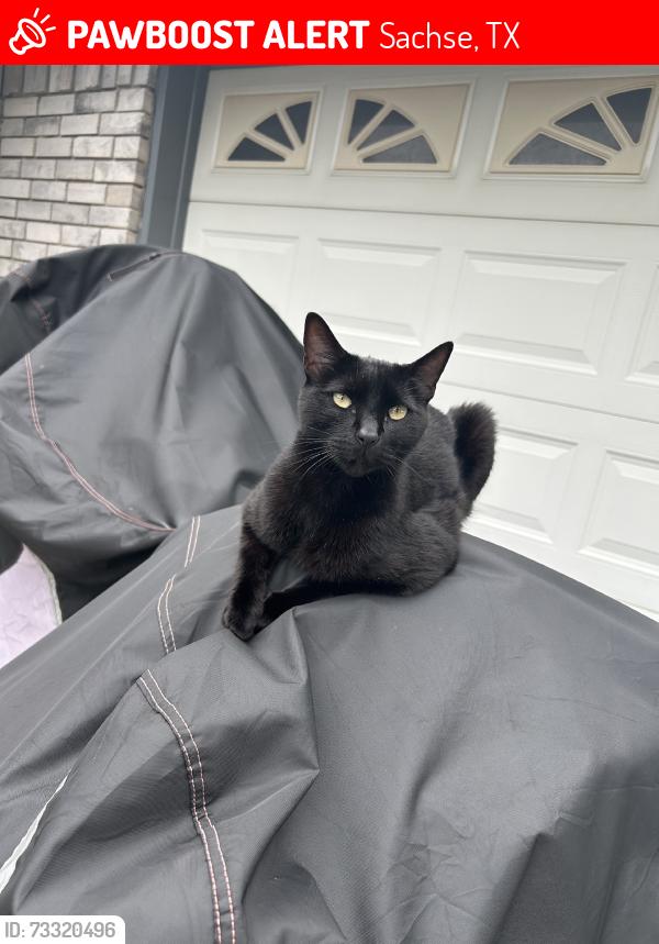 Lost Male Cat last seen Coral & Williford, Sachse, TX 75048