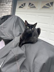 Lost Male Cat last seen Coral & Williford, Sachse, TX 75048