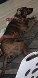 Lost Male Dog last seen Blackstone Creek neighborhood, Humble, TX 77396