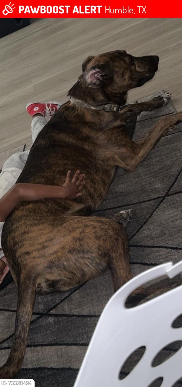 Lost Male Dog last seen Blackstone Creek neighborhood, Humble, TX 77396