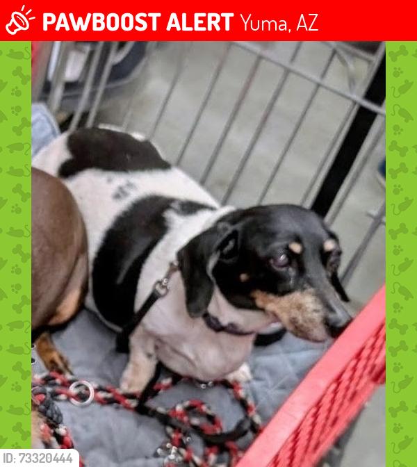 Lost Female Dog last seen 8th St and Ave C, Yuma, AZ 85364