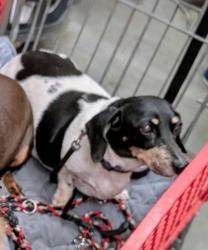 Lost Female Dog last seen 8th St and Ave C, Yuma, AZ 85364