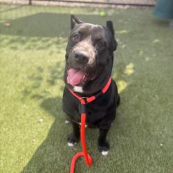 Shelter Stray Female Dog last seen , Animal Care & Control Team of Philly, 111 W Hunting Park Ave, Philadelphia, PA 19140, USA