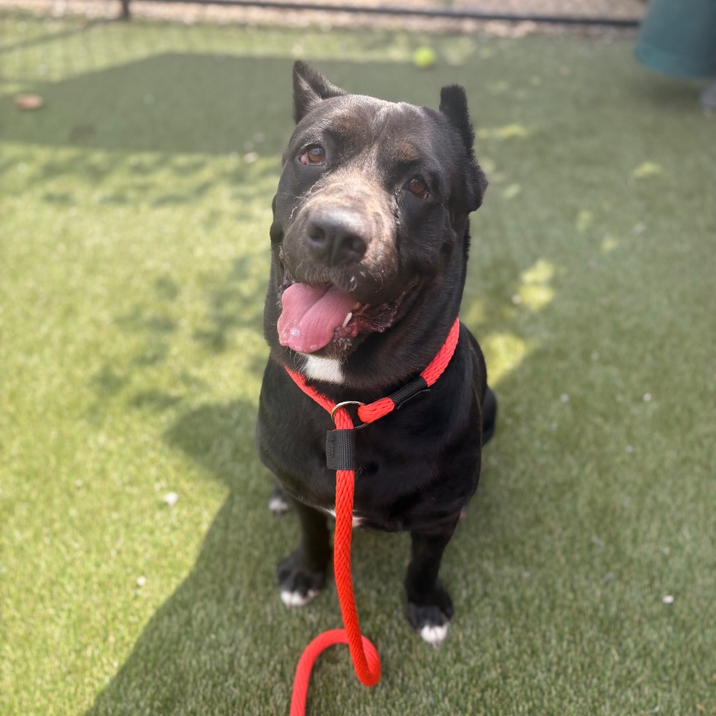 Shelter Stray Female Dog last seen , Animal Care & Control Team of Philly, 111 W Hunting Park Ave, Philadelphia, PA 19140, USA