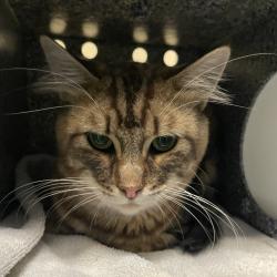 Shelter Stray Male Cat last seen , 361 S Raymond Ave, Pasadena, CA 91105, USA