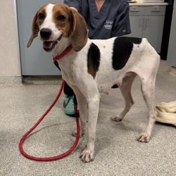 Shelter Stray Female Dog last seen , 8464 Beach Blvd, Jacksonville, FL 32216, USA
