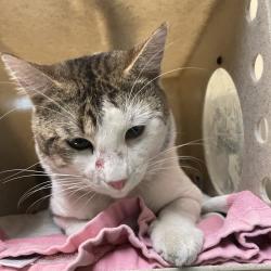 Shelter Stray Male Cat last seen , 361 S Raymond Ave, Pasadena, CA 91105, USA