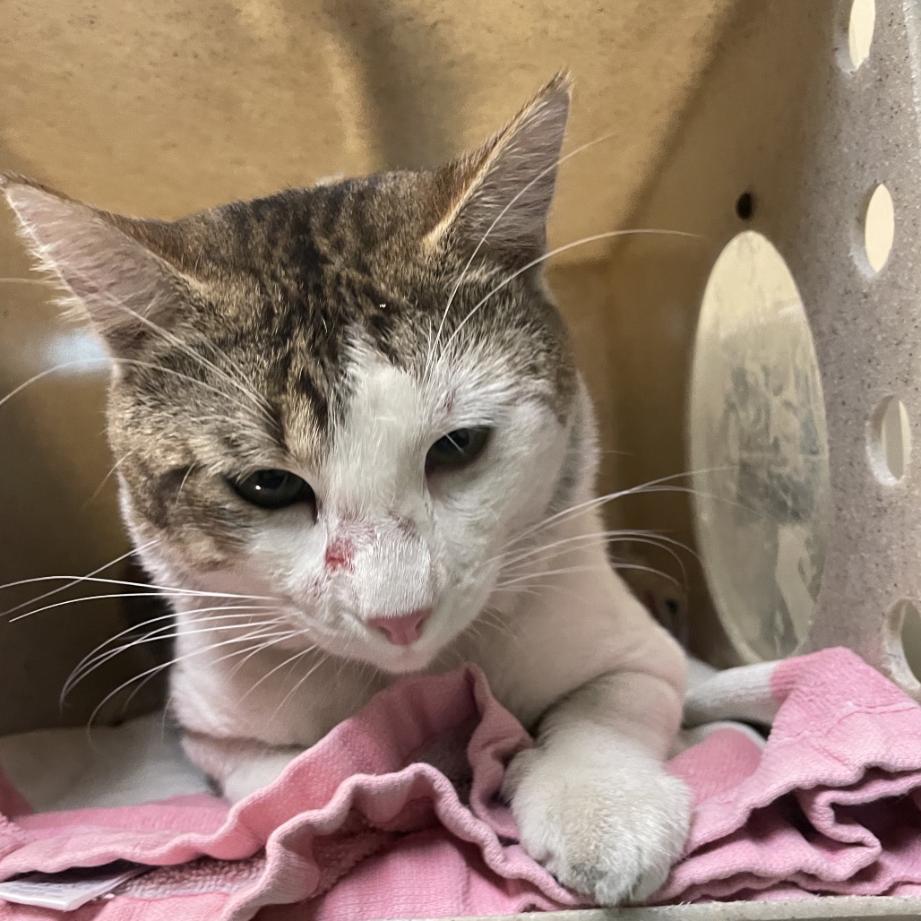 Shelter Stray Male Cat last seen , 361 S Raymond Ave, Pasadena, CA 91105, USA