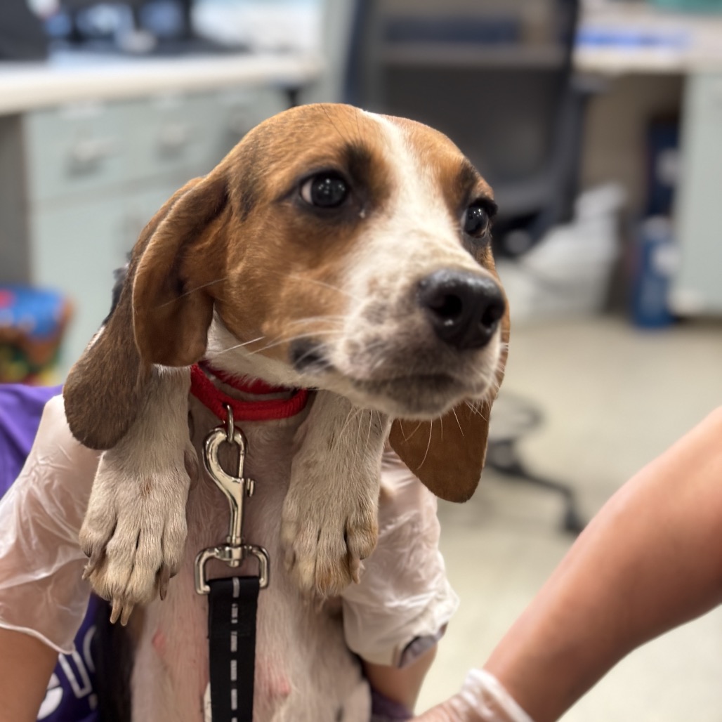 Shelter Stray Female Dog last seen , 8464 Beach Blvd, Jacksonville, FL 32216, USA
