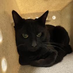 Shelter Stray Male Cat last seen , 361 S Raymond Ave, Pasadena, CA 91105, USA