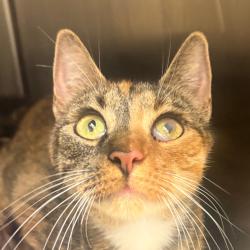 Shelter Stray Female Cat last seen , 5570 Sturmer Park Cir, Winston-Salem, NC 27105, USA