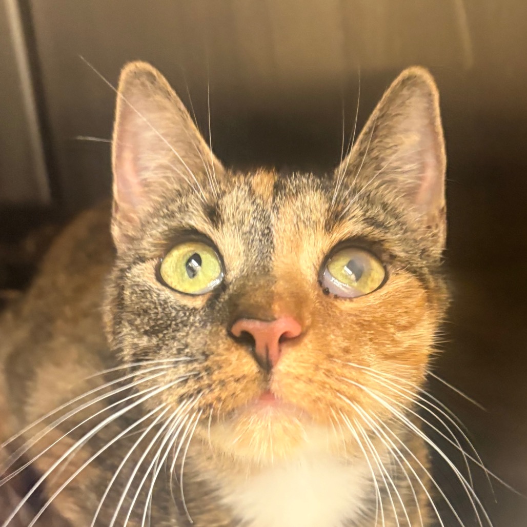 Shelter Stray Female Cat last seen , 5570 Sturmer Park Cir, Winston-Salem, NC 27105, USA