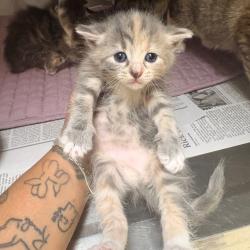 Shelter Stray Female Cat last seen , 5570 Sturmer Park Cir, Winston-Salem, NC 27105, USA