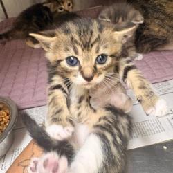 Shelter Stray Female Cat last seen , 5570 Sturmer Park Cir, Winston-Salem, NC 27105, USA