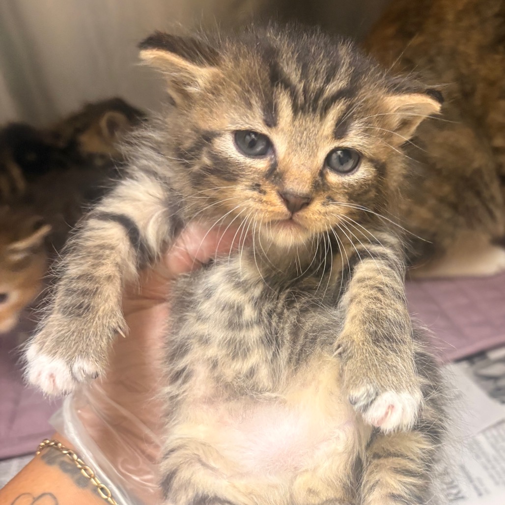 Shelter Stray Male Cat last seen , 5570 Sturmer Park Cir, Winston-Salem, NC 27105, USA