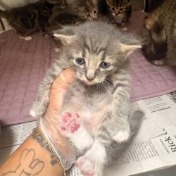 Shelter Stray Male Cat last seen , 5570 Sturmer Park Cir, Winston-Salem, NC 27105, USA