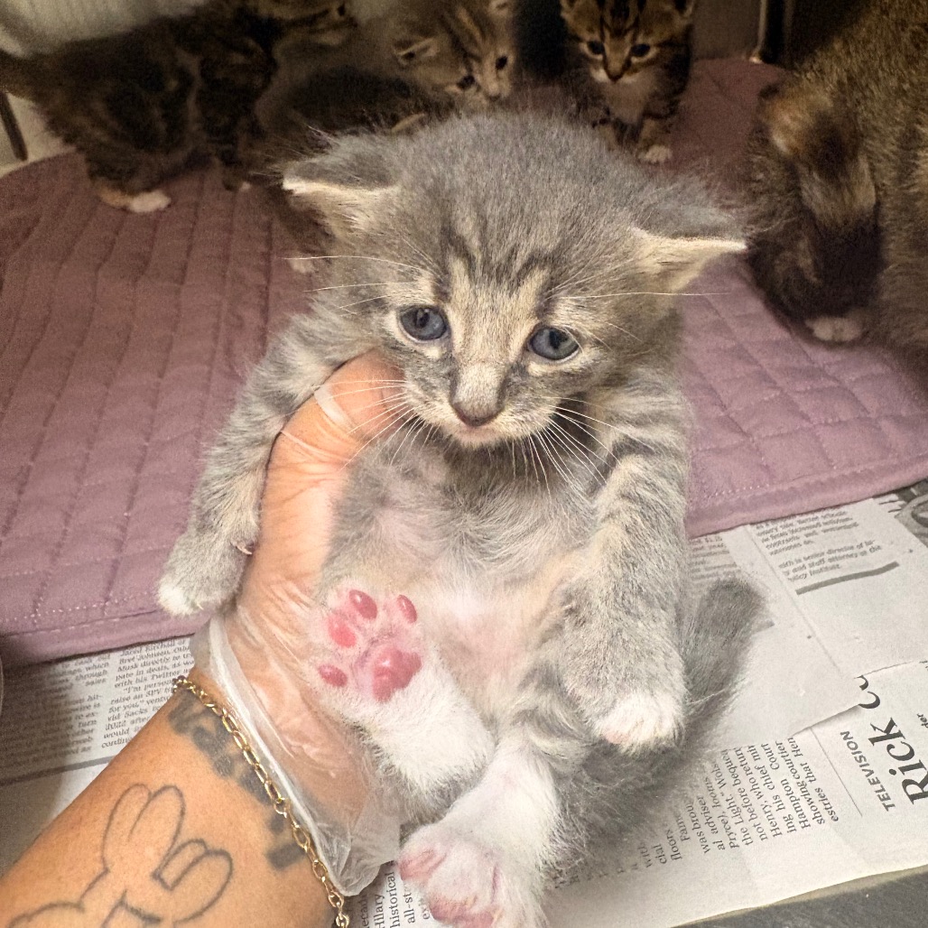 Shelter Stray Male Cat last seen , 5570 Sturmer Park Cir, Winston-Salem, NC 27105, USA