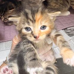 Shelter Stray Female Cat last seen , 5570 Sturmer Park Cir, Winston-Salem, NC 27105, USA