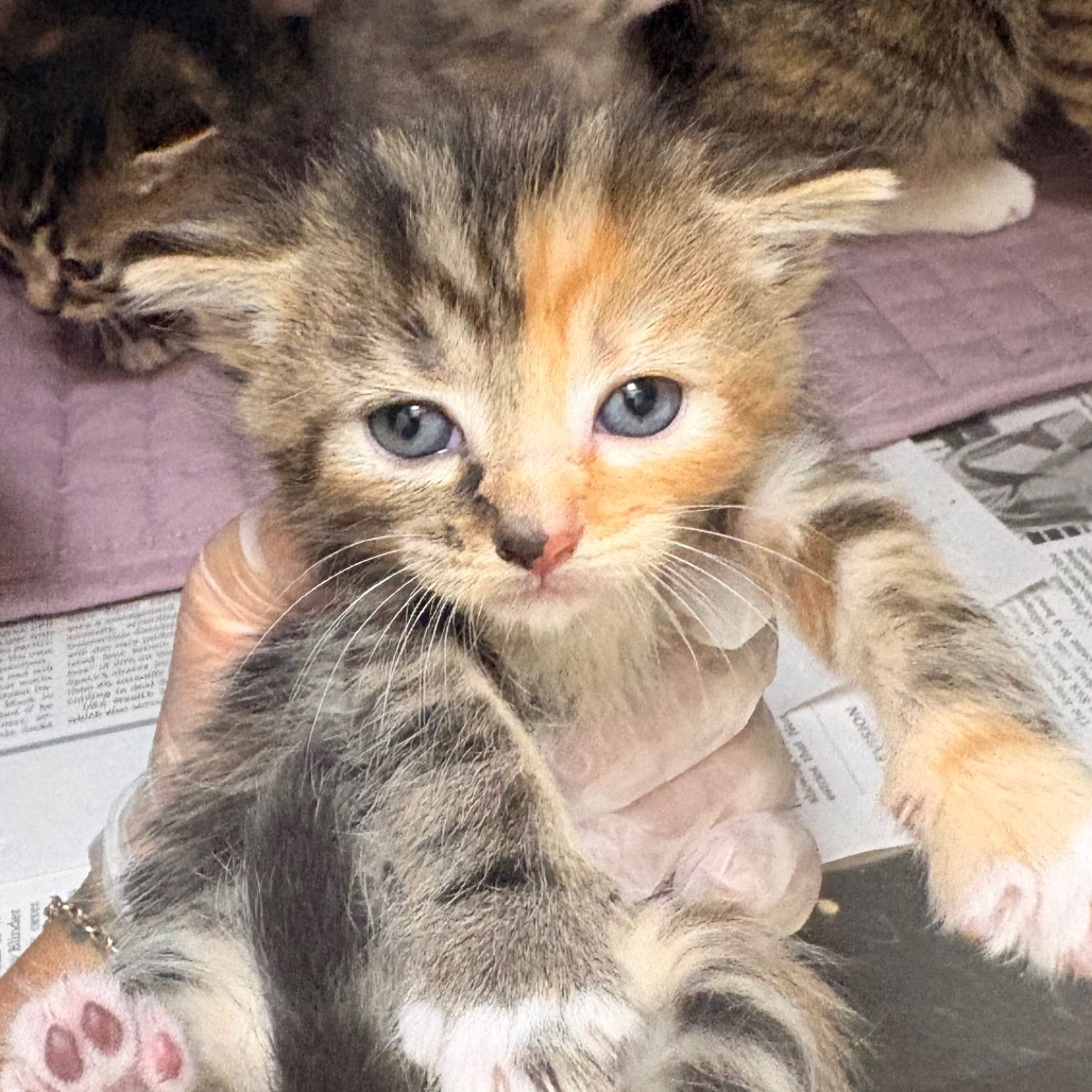 Shelter Stray Female Cat last seen , 5570 Sturmer Park Cir, Winston-Salem, NC 27105, USA