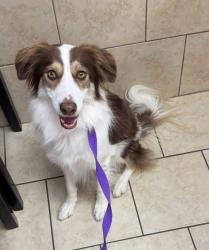 Reunited Female Dog last seen Talley Road, San Antonio, TX 78253