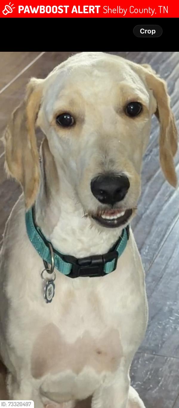 Lost Male Dog last seen E kerrville- rosemark rd, Shelby County, TN 38053