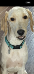 Lost Male Dog last seen E kerrville- rosemark rd, Shelby County, TN 38053
