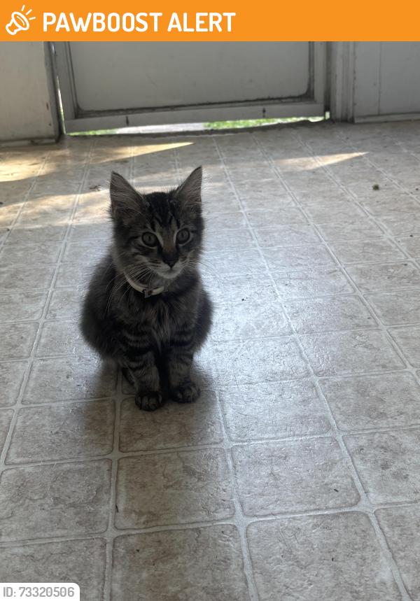 Found/Stray Male Cat last seen Lincoln, Millcreek Township, PA 16505