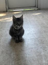 Found/Stray Male Cat last seen Lincoln, Millcreek Township, PA 16505
