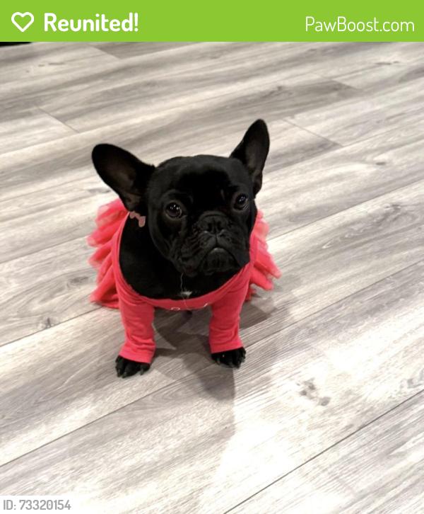 Reunited Female Dog last seen Walnut Ave and vale drive, Carmichael, CA 95608