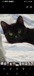 Reunited Male Cat last seen Mosaic Drive between Basswood Dr and Grand Blvd, Holiday, FL 34690