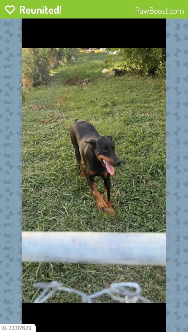 Reunited Female Dog last seen Hodgkins rd, Lake Worth, TX 76135