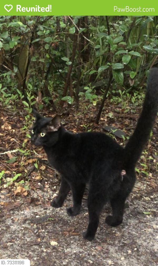 Reunited Unknown Cat last seen 45th Ave rd and pine church rd, Citra, FL 32113