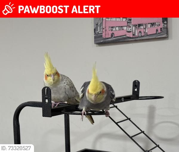 Lost Male Bird last seen De Leone circle, Franklin Park, NJ 08823, Franklin Township, NJ 08823