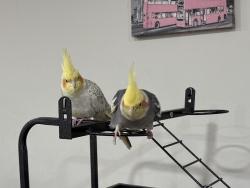 Lost Male Bird last seen De Leone circle, Franklin Park, NJ 08823, Franklin Township, NJ 08823